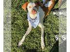 Coonhound Mix DOG FOR ADOPTION RGADN-1231428 - Leo - Coonhound / Mixed Dog For