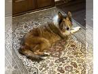 Collie DOG FOR ADOPTION RGADN-1231435 - Toffee - Collie (medium coat) Dog For