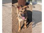 German Shepherd Dog Mix DOG FOR ADOPTION RGADN-1231457 - ALFREDO - German