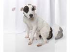 American Pit Bull Terrier Mix DOG FOR ADOPTION RGADN-1231498 - *DOTTIE - Pit