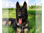 German Shepherd Dog DOG FOR ADOPTION RGADN-1231541 - Z Princess - German
