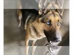 German Shepherd Dog-Siberian Husky Mix DOG FOR ADOPTION RGADN-1231544 - CECIL -