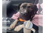 Boxer DOG FOR ADOPTION RGADN-1231562 - CAM - Boxer (medium coat) Dog For