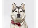 Mix DOG FOR ADOPTION RGADN-1231567 - PETER - Husky (medium coat) Dog For