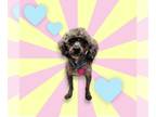 Shih-Poo DOG FOR ADOPTION RGADN-1231582 - Ju Ju Honey - Poodle (Miniature) /