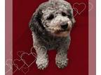 Poochon DOG FOR ADOPTION RGADN-1231585 - Juniper - Poodle (Miniature) / Bichon