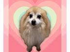 Pomeranian DOG FOR ADOPTION RGADN-1231587 - Jumanji - Pomeranian (long coat) Dog