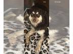 Australian Shepherd DOG FOR ADOPTION RGADN-1231590 - Crockett - Australian