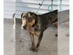 Catahoula Leopard Dog DOG FOR ADOPTION RGADN-1231594 - Piper - Catahoula Leopard