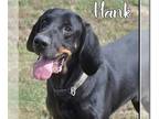 Black and Tan Coonhound Mix DOG FOR ADOPTION RGADN-1231607 - Hank - Black and