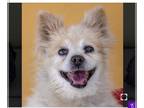 Pomeranian Mix DOG FOR ADOPTION RGADN-1231608 - Feona - Pomeranian / Mixed Dog