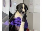 Border Collie Mix DOG FOR ADOPTION RGADN-1231621 - Stampede Sadie - Border