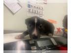 American Pit Bull Terrier Mix DOG FOR ADOPTION RGADN-1231636 - BAM - Pit Bull