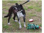 Boston Terrier-Labrador Retriever Mix DOG FOR ADOPTION RGADN-1231642 - Pumpkin -