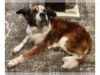 Saint Bernard Mix DOG FOR ADOPTION RGADN-1231649 - Equay - Saint Bernard / Mixed