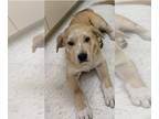 Great Pyrenees Mix DOG FOR ADOPTION RGADN-1231651 - Butter - Great Pyrenees /