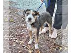 Beagle-Cairn Terrier Mix DOG FOR ADOPTION RGADN-1231657 - Janda - Cairn Terrier