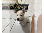 Mix DOG FOR ADOPTION RGADN-1231658 - Henry - Husky Dog For Adoption