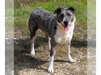 Australian Shepherd Mix DOG FOR ADOPTION RGADN-1231660 - Blue - Australian