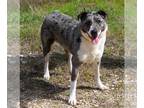 Australian Shepherd Mix DOG FOR ADOPTION RGADN-1231664 - Blue - Australian