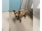 American Pit Bull Terrier Mix DOG FOR ADOPTION RGADN-1231687 - JACK - Pit Bull