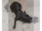 American Pit Bull Terrier Mix DOG FOR ADOPTION RGADN-1231695 - BETTY - Pit Bull