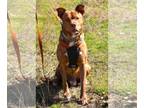 Plott Hound Mix DOG FOR ADOPTION RGADN-1231717 - Zeus - Plott Hound / Terrier /