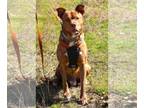 Plott Hound Mix DOG FOR ADOPTION RGADN-1231719 - Zeus - Plott Hound / Terrier /