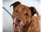American Pit Bull Terrier-Australian Kelpie Mix DOG FOR ADOPTION RGADN-1231732 -