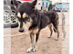 Mix DOG FOR ADOPTION RGADN-1231744 - HARRY - Husky (long coat) Dog For