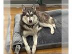 Alaskan Malamute DOG FOR ADOPTION RGADN-1231789 - XP Jaskier - Wayne