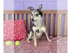 Basenji Mix DOG FOR ADOPTION RGADN-1231850 - **DALTON** Adoption Event-Sun