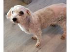 Maltipoo DOG FOR ADOPTION RGADN-1231853 - Lolly Pop - Poodle (Miniature) /