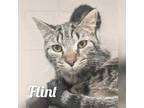 Adopt Flint a Tabby