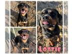 Rottweiler DOG FOR ADOPTION RGADN-1231904 - Lottie - Sponsored - Rottweiler Dog