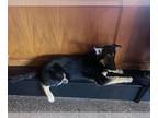 German Shepherd Dog DOG FOR ADOPTION RGADN-1231972 - Roxy Rose-Shepard Pupppy -