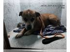 Boxer Mix DOG FOR ADOPTION RGADN-1231987 - PIPER - Boxer / Mixed (medium coat)