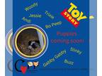 Great Pyrenees-Huskies Mix DOG FOR ADOPTION RGADN-1231990 - Toy Story Litter -