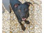 Plott Hound Mix DOG FOR ADOPTION RGADN-1231997 - Jack 6 months Plotthound