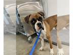 Boxer DOG FOR ADOPTION RGADN-1232021 - Ivanna - Boxer Dog For Adoption