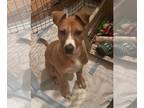 Boxer Mix DOG FOR ADOPTION RGADN-1232023 - BOOMER - FOSTER NEEDEDSweet natured