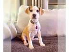 Beagle Mix DOG FOR ADOPTION RGADN-1232025 - **SNEEZY** Adoption Event-Sun
