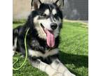 Adopt King a Alaskan Malamute, Husky