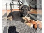 Shollie DOG FOR ADOPTION RGADN-1232086 - Sig **Located in Richmond