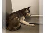 Mix DOG FOR ADOPTION RGADN-1232093 - *ROSIE - Husky (medium coat) Dog For