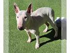 Bull Terrier DOG FOR ADOPTION RGADN-1232095 - HARLEY - Bull Terrier (medium