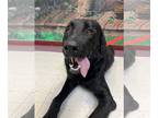 Labrador Retriever Mix DOG FOR ADOPTION RGADN-1232100 - Hunter - Flat-coated