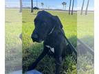 Great Dane DOG FOR ADOPTION RGADN-1232105 - Callie - Great Dane Dog For Adoption