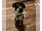 Pointer Mix DOG FOR ADOPTION RGADN-1232121 - Willow - Pointer / Mixed (short