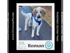 Golden Retriever Mix DOG FOR ADOPTION RGADN-1232131 - Roman 010624 - Golden